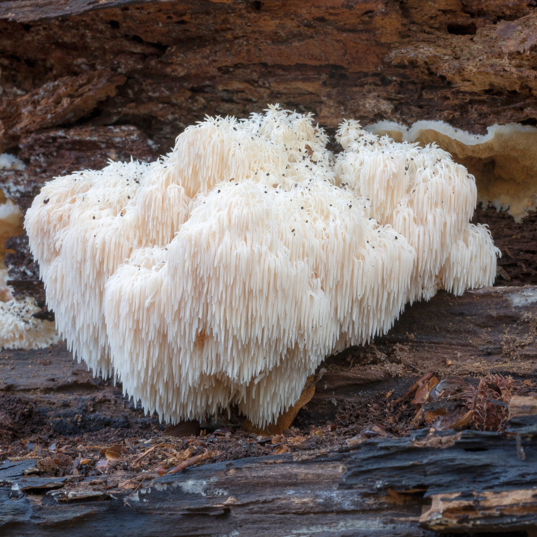 Bilde av soppen lion's mane / piggsvinsopp