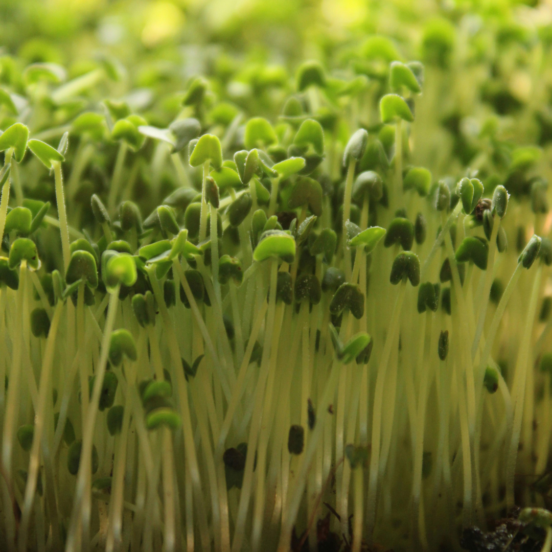 NOW Broccoli Seeds